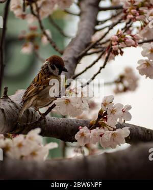 Spatz auf einem Sakura-Zweig Stockfoto