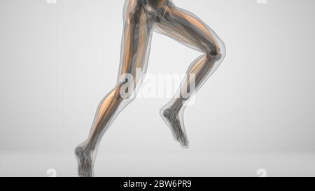 3d-Darstellung eines Laufers mit Muskelbeleuchtung Stockfoto