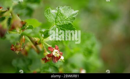 Jostaberry Obstbaum Blüte Blüte wachsende Blüte Blütenstand Knospe roten Zweig Obstgärten Garten Frühling Bäume Ribes nidigrolaria, komplexe Kreuz frui Stockfoto