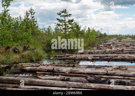 Typische Landschaft eines Moors im Frühjahr oder Sommer. Seltene Vegetation, Sumpfpflanzen, Holzweg. Reisen Sie durch das Hochmoor Jelnja, Weißrussland. Stockfoto