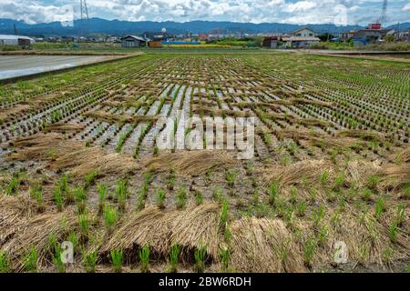 Izumisano, Präfektur Osaka / Japan - 7. Oktober 2017: Reisfeld in Izumisano, südlicher Vorort von Osaka, Japan Stockfoto