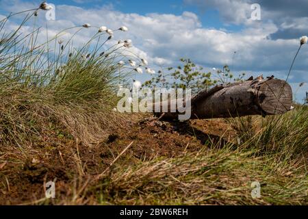 Baumwollgras blüht. Reisen Sie durch das Hochmoor Jelnja, Weißrussland. Stockfoto