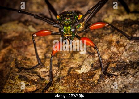 Bunte Käfer im Unterholz im üppigen Regenwald des Altos de Campana Nationalparks, Panama Provinz, Republik Panama. Stockfoto