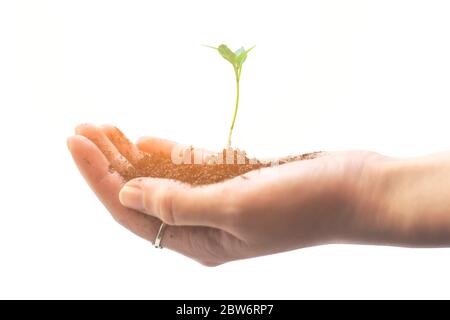 Hand hält kleinen Baum zum Pflanzen. Junge grüne Natur sprießt im Boden auf. Ökologie und Landwirtschaftskonzept Stockfoto