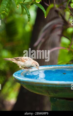 Ein weiblicher Haussperling thront auf einem Steinbad in einem Garten in Carlyle Gardens in Townsville, North Queensland in Australien. Stockfoto