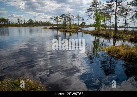 Vegetation auf kleinen Inseln unter Seen. Schöne Aussicht auf die Natur der Sümpfe. Reisen Sie durch das Hochmoor Jelnja, Weißrussland. Stockfoto