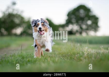 Hund australian Shepherd Blue Merle läuft auf deutschen inneren Grenze flache Tiefe des Feldes Stockfoto