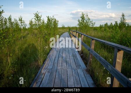 Typische Landschaft eines Moors im Frühjahr oder Sommer. Seltene Vegetation, Sumpfpflanzen, Holzweg. Reisen Sie durch das Hochmoor Jelnja, Weißrussland. Stockfoto