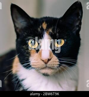 Nahaufnahme Porträt eines Pet Calico Katze Stockfoto