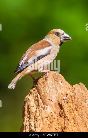 Nahaufnahme eines weiblichen hawfinch Coccothraustes coccothraustes Vogel in einem Wald thront. Selektiver Fokus und natürlichem Sonnenlicht Stockfoto