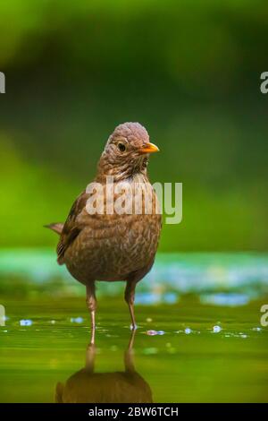 Nahaufnahme eines nassen Gemeinsame Amsel Turdus merula Weiblich, Waschen, Putzen, Trinken und Reinigung im Wasser. Selektiver Fokus und niedrigen poit Sicht Stockfoto