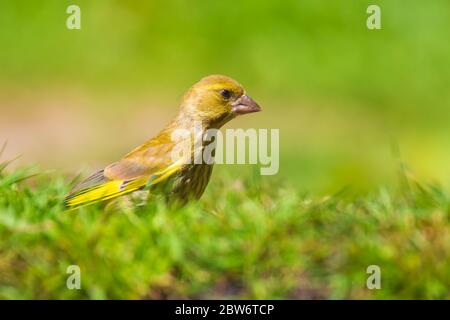 Bunte Chloris chloris Grünfink Vogel auf dem Boden in eine grüne Wiese gehockt Stockfoto