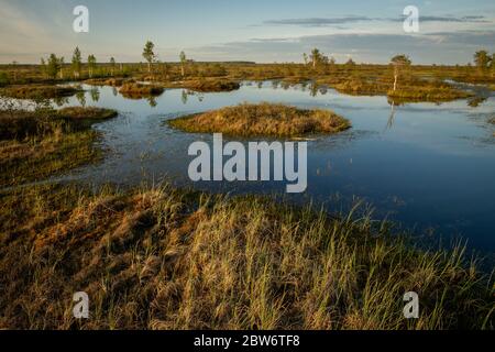 Vegetation auf kleinen Inseln unter Seen. Schöne Aussicht auf die Natur der Sümpfe. Reisen Sie durch das Hochmoor Jelnja, Weißrussland. Stockfoto