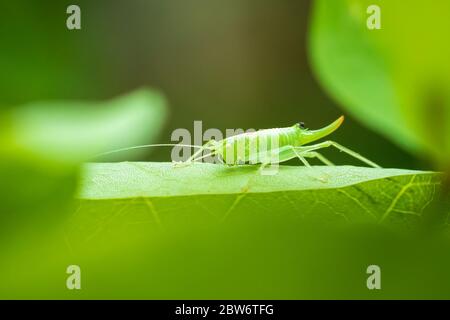 Meconema thalassinum, eiche Bush - Kricket oder Drumming katydid auf einem Blatt in einem Baum Stockfoto