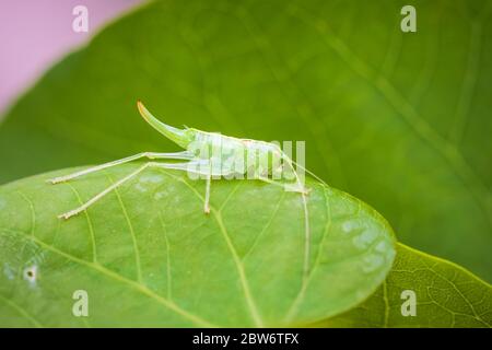 Meconema thalassinum, eiche Bush - Kricket oder Drumming katydid auf einem Blatt in einem Baum Stockfoto