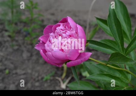 Gartenbau Garten, Blumenbeet. Grüne Blätter, Büsche. Blütenpony. Paeonia, Stauden und Laubsträucher. Rosa Blüten Stockfoto