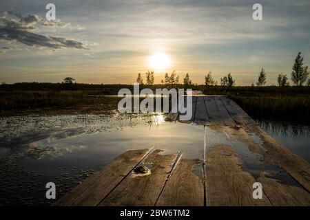 Typische Landschaft eines Moors im Frühjahr oder Sommer. Seltene Vegetation, Sumpfpflanzen, Holzweg. Reisen Sie durch das Hochmoor Jelnja, Weißrussland. Stockfoto
