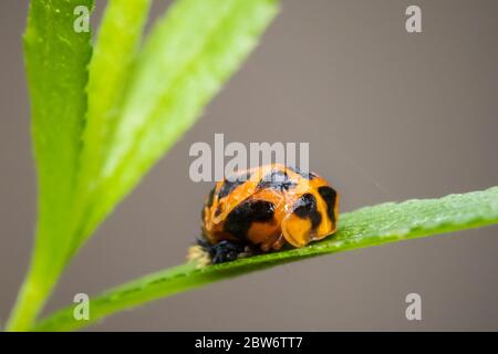 Marienkäfer Insektenlarven oder pupacloseup. Pupal Stadium auf grüne Vegetation Nahaufnahme. Stockfoto