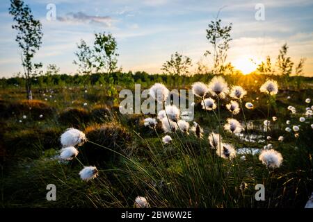 Baumwollgras blüht. Reisen Sie durch das Hochmoor Jelnja, Weißrussland. Stockfoto