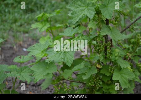 Grüne Blätter, Büsche. Schwarze Johannisbeere. Ribes nigrum. Süße dunkle Beeren. Blaue Beeren Stockfoto