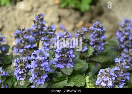 Grüne Blätter. Gartenarbeit. Ajuga reptans. Mehrjährige Pflanze. Blaue Blütenstände, angenehmer Geruch Stockfoto