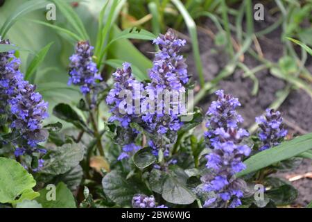 Honigpflanze. Grün. Gartenarbeit. Ajuga reptans. Mehrjährige krautige Pflanze. Blaue Blütenstände, angenehmer Geruch Stockfoto