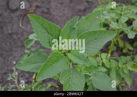 Grün. Gartenarbeit. Amaranth. Amaranthus Retroflexus. Einjährige