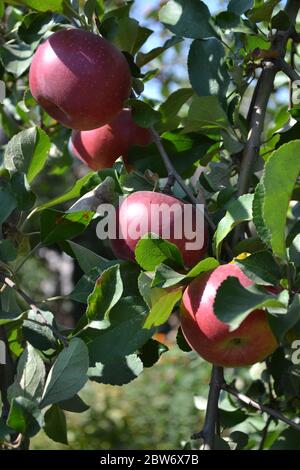 Apfel. Gartenarbeit. Fruchtbarer Baum. Saftige Früchte. Lecker Stockfoto