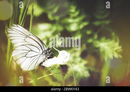 Schöne Aufnahme eines schwarz-geäderten weißen Schmetterlings auf der grünen Pflanze im Wald. Sommer Naturlandschaft. Weichstellung Stockfoto