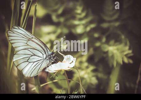 Schöne Aufnahme eines schwarz-geäderten weißen Schmetterlings auf der grünen Pflanze im Wald. Sommer Naturlandschaft. Weichstellung Stockfoto