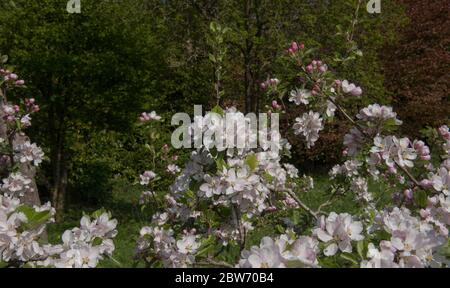 Frühlingsblüte auf einem Apfelbaum (Malus domestica 'Sunset') wächst in einem Obstgarten in einem Landhausgarten in Rural Devon, England, Großbritannien Stockfoto