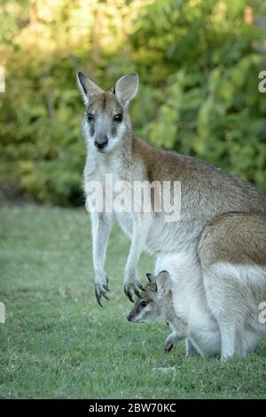 Wallaby-Doe mit joey in der Tasche, der auf dem Grasfeld in Carlyle Gardens in Townsville North Queensland, Australien, wachsam und vorsichtig steht. Stockfoto