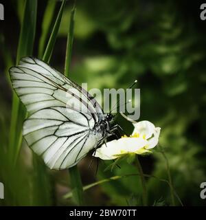 Schöne Aufnahme eines schwarz-geäderten weißen Schmetterlings auf der grünen Pflanze im Wald. Sommer Naturlandschaft. Weichstellung Stockfoto