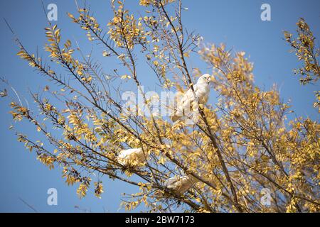 Wilde australische kleine Corellas (Cacatua sanguinea) in einem Herbstbaum mit blauem Himmel Boden Stockfoto