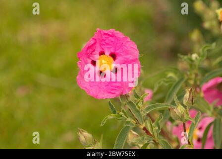 Cistus, Cistus purpureus, schöne Blume, Sommer 2020, bedfordshire, vereinigtes Königreich Stockfoto