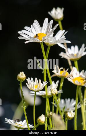 Wilde Ochsendäisien (Leucanthemum vulgare), die im Frühling bei Sonnenschein blühen Stockfoto