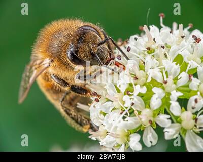 Eine Honigbiene (APIs mellifera), die die Früchte dieser Blume genießt. Gefunden in Blashford Lakes Naturschutzgebiet in Hampshire. Stockfoto