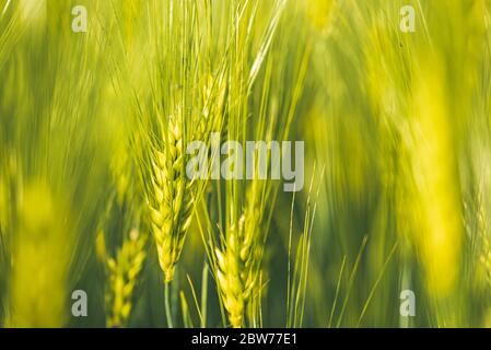 Grüner Weizen auf dem Feld im Frühjahr. Selektiver Fokus, flacher DOF-Hintergrund. Stockfoto