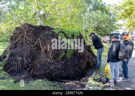 Saint John, NB, Kanada - 8. September 2019: Ein Mann sucht nach Artefakten in den Wurzeln eines Baumes, der während des Hurrikans Dorian auf den King's Square fiel. Pe Stockfoto