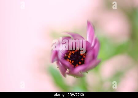 Lila Blume mit orangefarbenen Staubgefäßen in der Draufsicht Makro in weichem Fokus auf hellrosa Hintergrund Stockfoto