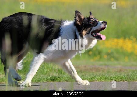 Eine verspielte Border Collie Stockfoto