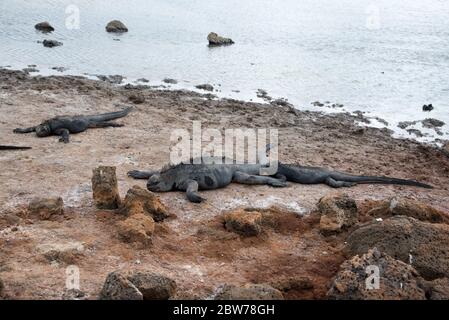 Marine-Leguan auf dem felsigen Lavaufer vor dem Dragon Hill auf Santa Cruz bei den Galapagos-Inseln. Stockfoto