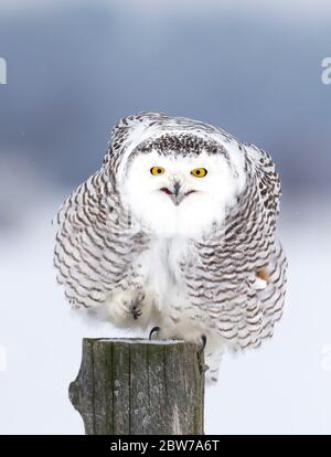 Schneeule (Bubo scandiacus) isoliert auf blauem Hintergrund auf der Nachjagd im Winter in Gatineau, Quebec, Kanada Stockfoto