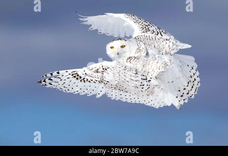 Schneeule (Bubo scandiacus) auf der Jagd über ein schneebedecktes Feld in Ottawa, Kanada Stockfoto