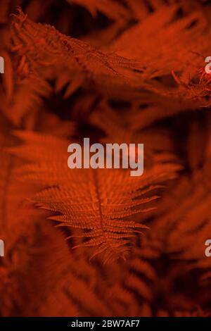 Rot-orange belaubter Hintergrund. Farnblätter Muster. Textur für Bildschirmschoner und Tapeten. Stockfoto