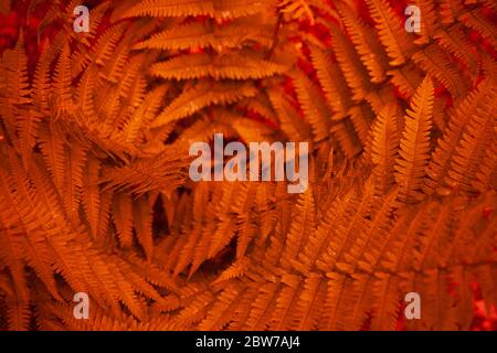 Rot-orange belaubter Hintergrund. Farnblätter Muster. Textur für Bildschirmschoner und Tapeten. Stockfoto