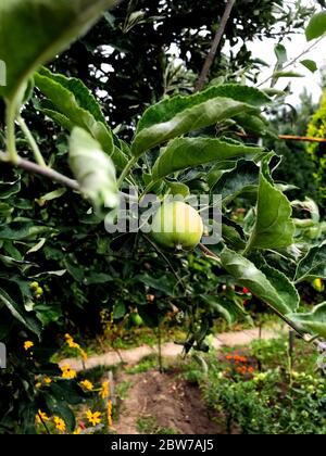 Grüner Apfel auf einem Ast. Es wächst im Hof des Hauses. Stockfoto