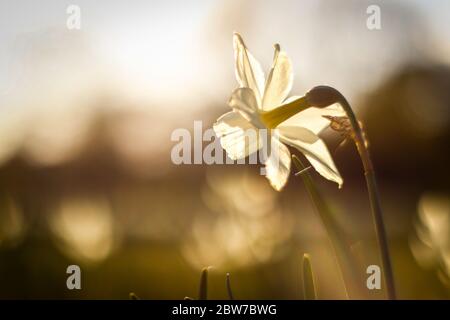 An einem sonnigen Tag können Sie Narzissenblüten aus nächster Nähe bewundern Stockfoto