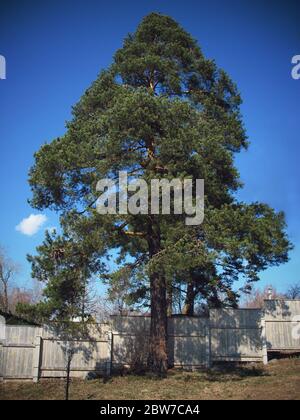 Eine hohe Kiefer im Garten vor einem strahlend blauen Himmel. Hohe schöne Kiefer. Stockfoto