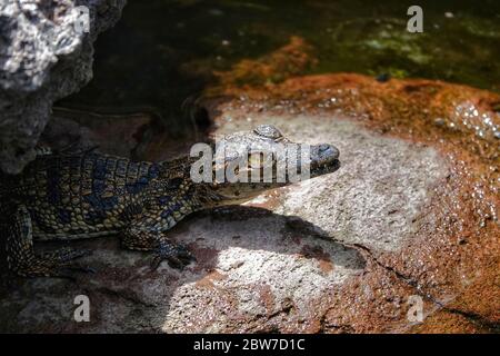 Baby Alligator versteckt sich vor der Hitze im Schatten eines großen Felsens Stockfoto